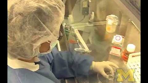 Embryonic stem cell line