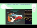 Mammalian Evolution and Skeletal Changes