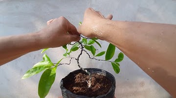 Bạn muốn chơi bonsai mà chưa biết bắt đầu từ đâu?