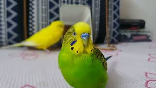 My cute sleepy budgies  #budgies #sleepybudgies #mitthu #peeku