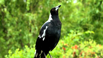 Australian magpie singing