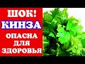 Шок! Кинза опасна! А вы ее любите? Польза и вред ... Противопоказания. Домашний очаг с Мариной