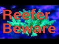 Beware: Things in your reef tank that can kill you