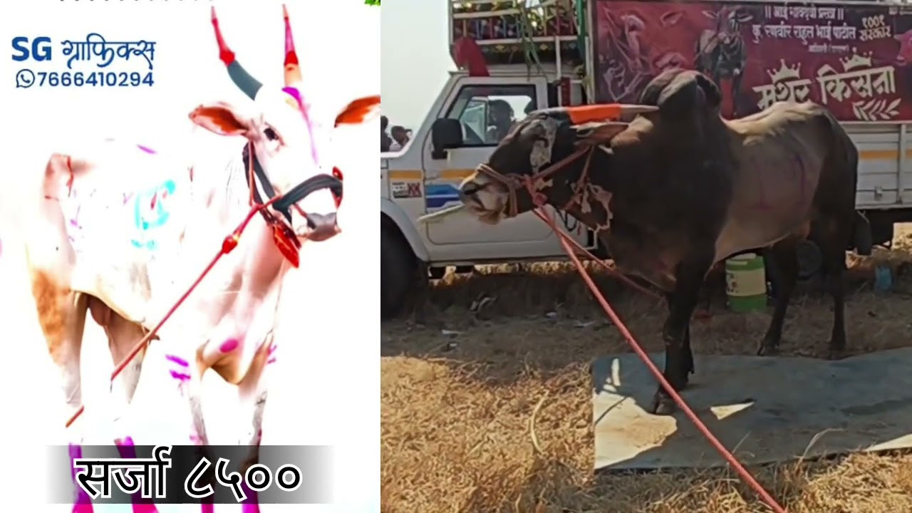 मथुर १००१ आणि सर्जा ८५०० सज्ज कधी कुठं? धमाका 🥰