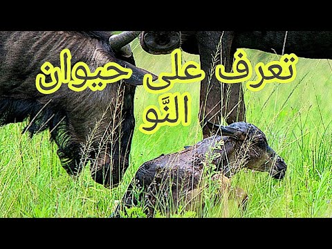 عالم البراري : شاهد وتعرف على حقائق عن حيوان النو - YouTube