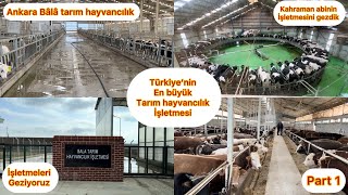 Türki̇yeni̇n En Büyük Tarim Hayvancilik İşletm Esi̇ Kahrman Abi̇ni̇n 1000 Başlik İşletmesi̇