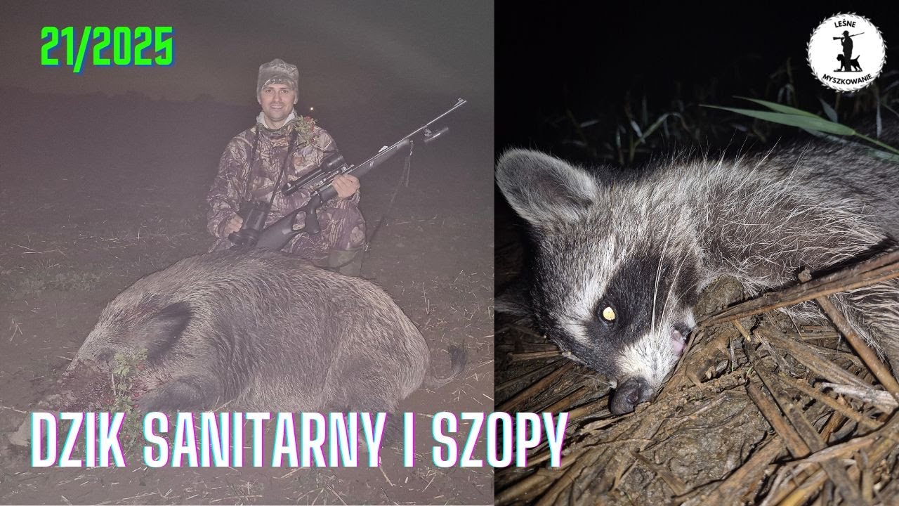 LEŚNE MYSZKOWANIE- 21/2025 Dzik sanitarny i szopy