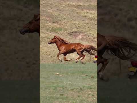 Watch This Stunning Horse Running in the Field!  || ytshorts ||YouTube shorts|| #horselover