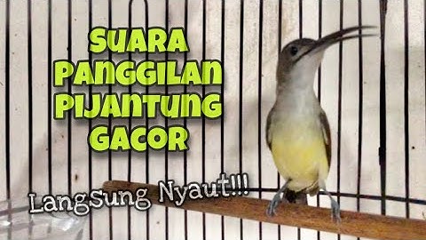 100% Ampuh‼️Suara Pikat Pijantung Pisang Gacor, Pancingan Pijantung Agar Cepat Bunyi | Kicau Tembak