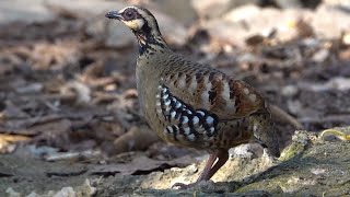 BAR-BACKED PARTRIDGE, Thailand