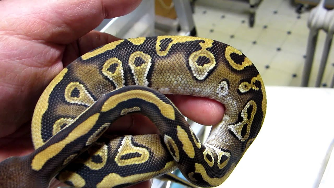rat snakes in alabama Brian Gundy Shares Gold Blush Mojo Using New Camera