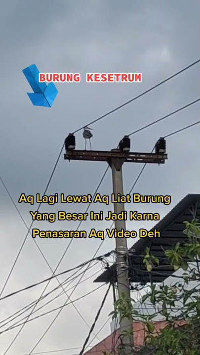 Seekor Burung Kesetrum Di Tiang Listrik Terekam Oleh Warga