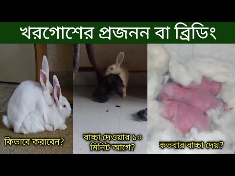 খরগোশের প্রজনন | খরগোশের ব্রিডিং মেটিং বাচ্চা উৎপাদন | খরগোশ পালন | How to breed rabbit Bangla