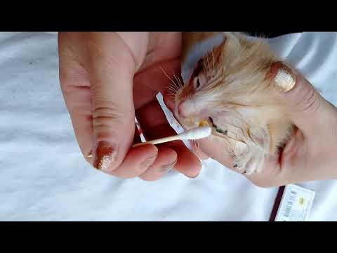 Yalangoch sirenalar Porno oral seks orgy