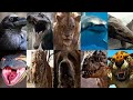 Defeats Of My Favorite Animals Killers Part 2