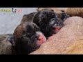 The birth cry of baby newborn french bull dog  life is started