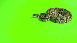 Free Green Screen - Snake Bite @ricospassmusic #freeuse #freegreenscreen #greenscreeneffects
