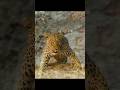 The Savage Wild #wildlife #animals #shorts