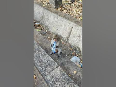 Обезьяна с бутылкой воды в Камбодже - YouTube