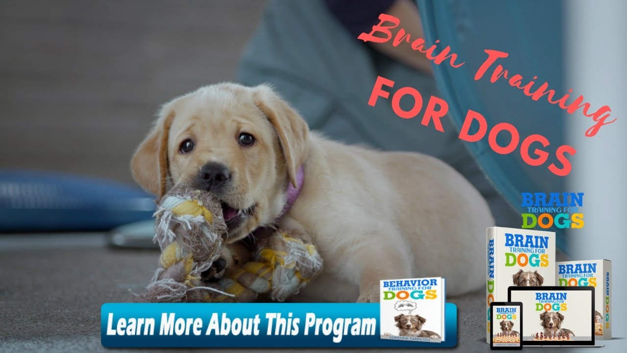 Dog Training For Dummies Pdf