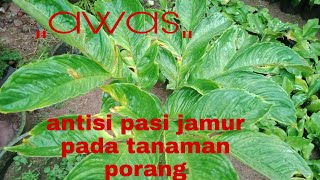 CARA ATASI PENYAKIT JAMUR PADA TANAMAN PORANG