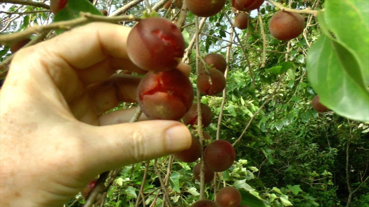 The Tropical Apricot Tree and Fruit Video YouTube