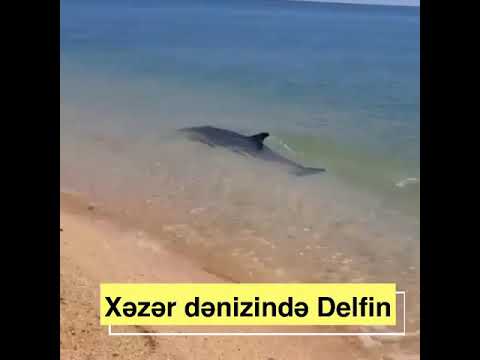 Video: Qara Dəniz Delfin. Delfin növləri