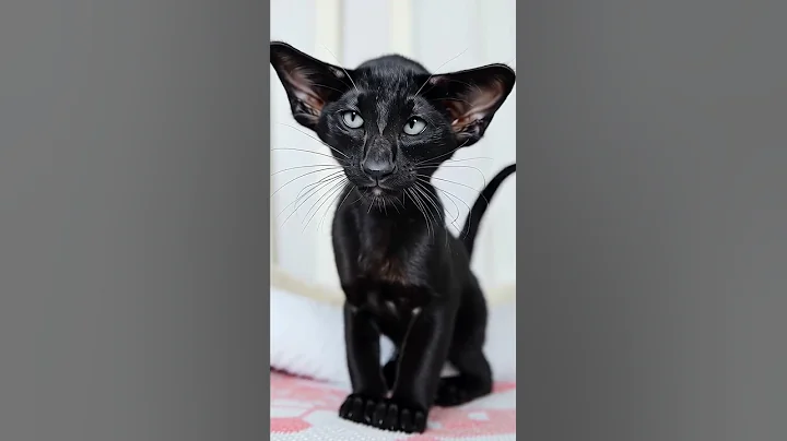 Video 11659251: oriental black kitten, eyes kitten, kitten steals, mix