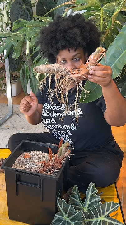 Saying Goodbye to an Old Friend - Alocasia Polly 😢🍃