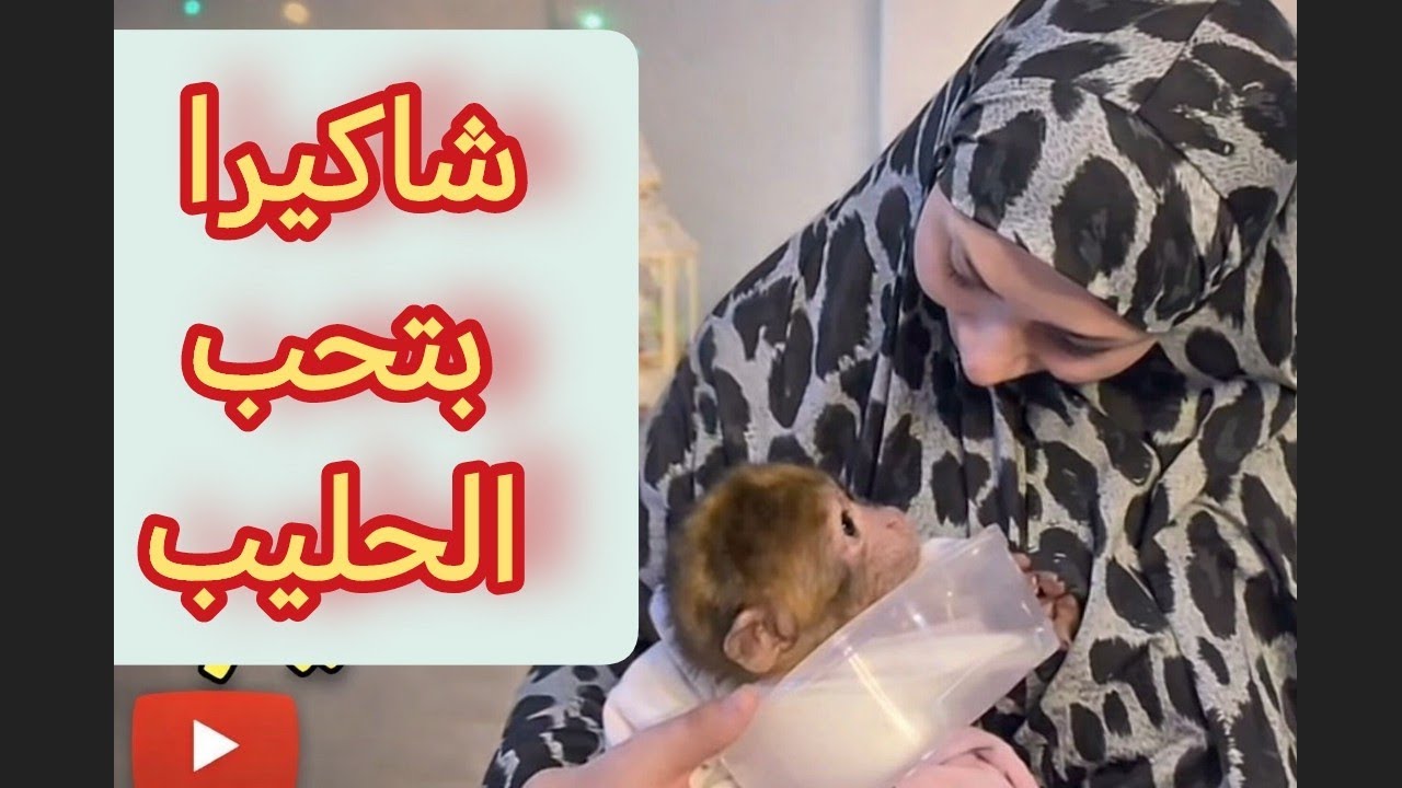 القردة شاكيرا بتشرب الحليب