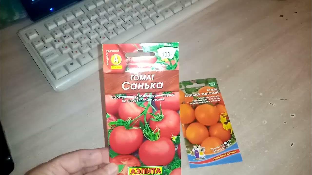 Новый сорт Помидор "САНЬКА ЗОЛОТОЙ" Впервые буду Выращивать в 2023г ...