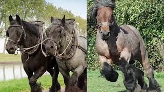 10 Most Powerful Horses in the World   YouTube