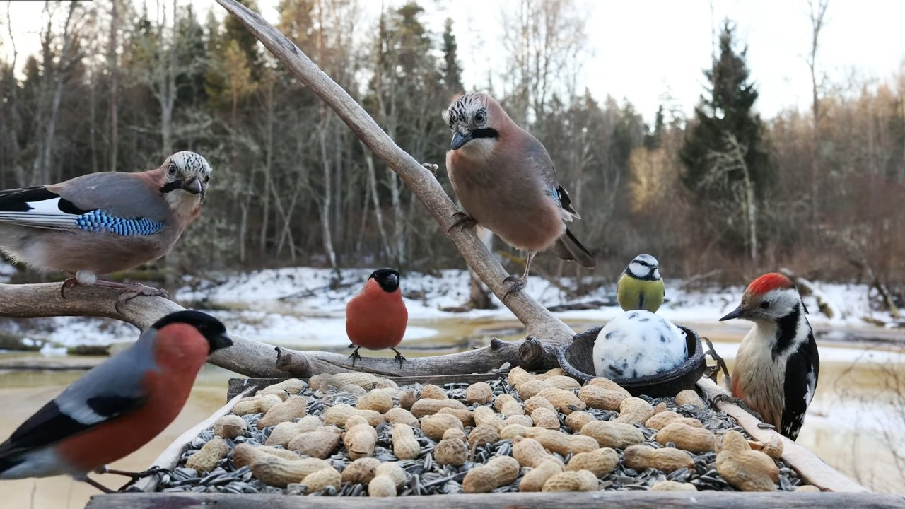 🔴 Forest Bird Feeder | Relaxing Nature Sounds from the Forest [ 2026/3/7 ]