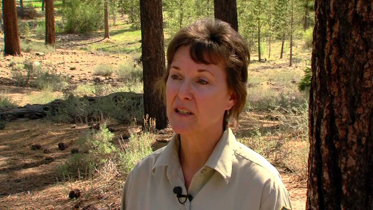 tahoe 215 LTN Gibson