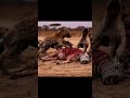 Wild Dogs Ambush Hyenas and Take the Kill (AI)