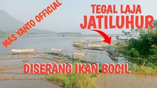 MANCING SPOT TEGAL LAJA JATILUHUR DISERANG IKAN BOCIL 7 MEI 2024