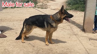 German shepherd male available age 10 month black mask stock coat male +923015014241