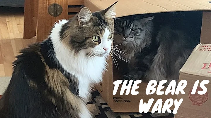 Video 5371281: maine coon cat, pets animals catlover