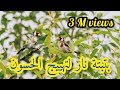 أحسن بتبته للحسون لتحفيز الطيور على التغريد/chant d'appel de chardonnerets