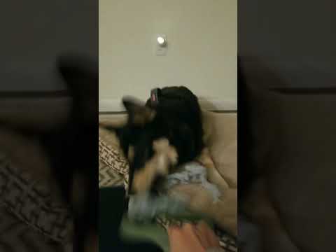 Lapponian herder/Husky- Howling with favorite toy