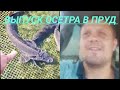 Осетры в пруд. Осётр русско-ленский .