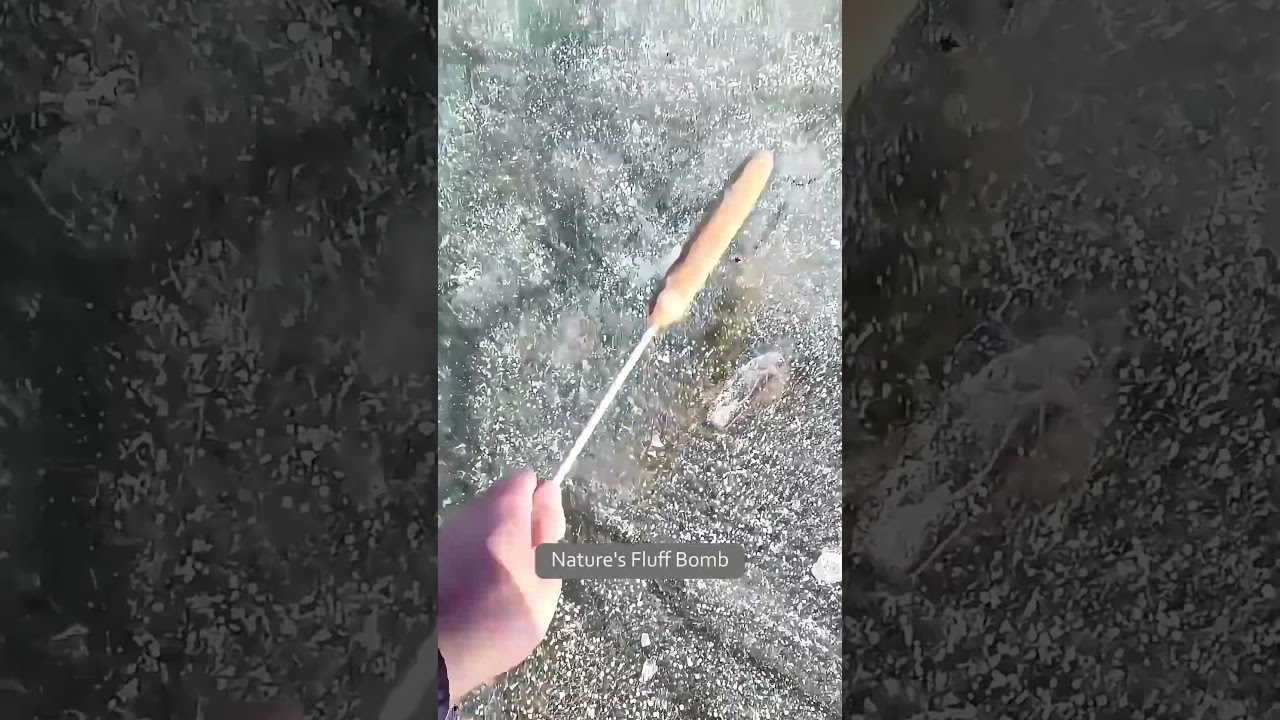 The Most Satisfying Explosion in Nature