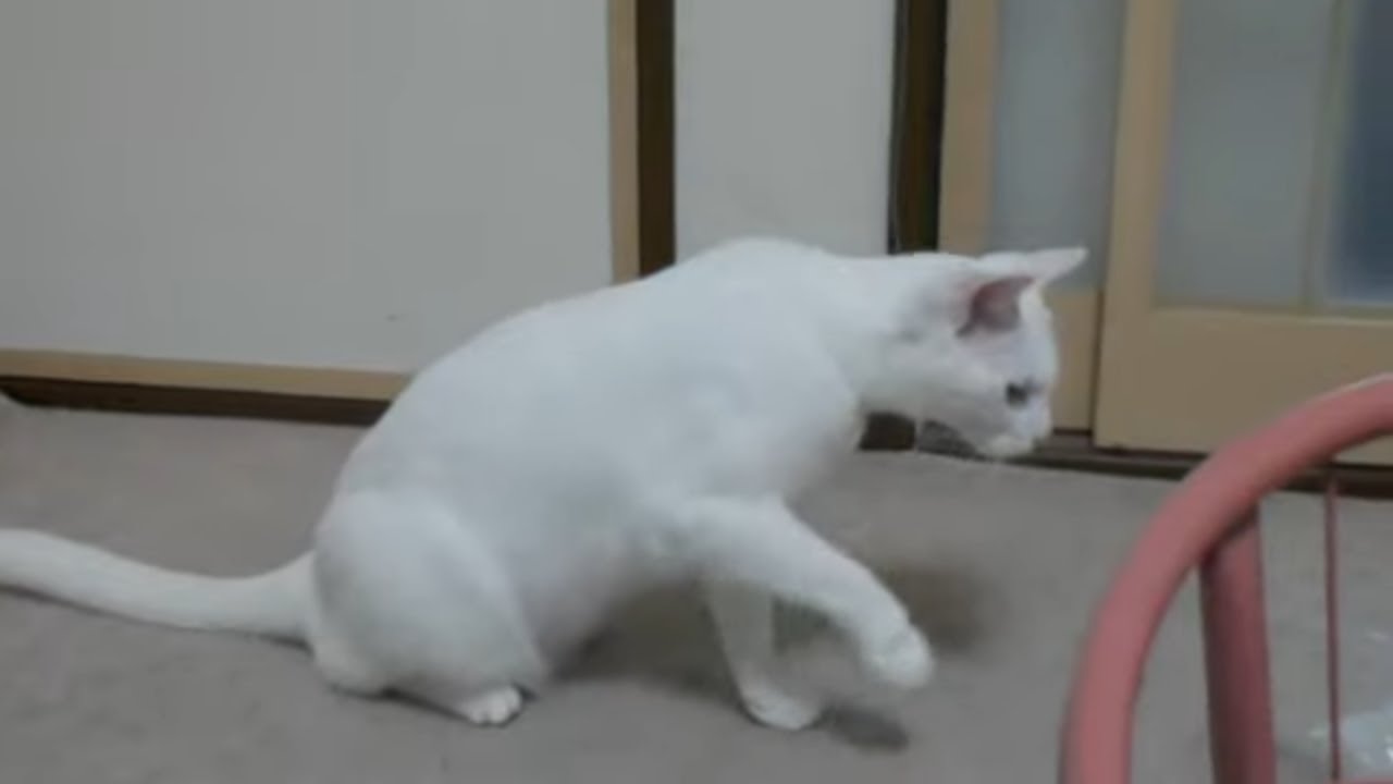 Funny Cat 面白猫動画 袋にびっくり激突大ジャンプ Surprised By The Sound Of The Bag And Jumps Youtube