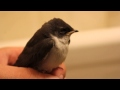 Rescuing / Saving a Baby Sparrow Bird