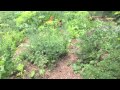 Chickens in the food forest