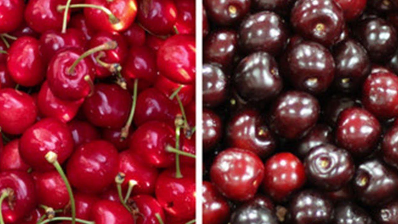 ¿Cuál es la diferencia entre CEREZA y PICOTA? YouTube ¿Cuál es la diferencia entre CEREZA y PICOTA? YouTube