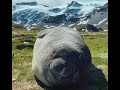 Elephant Seal Sneezes