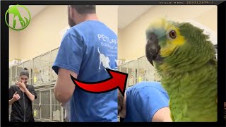 Sassy parrot has vet tech in laughter during nail trim