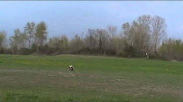 Testing nex savox motor BSM-2940 on trex 450PRO