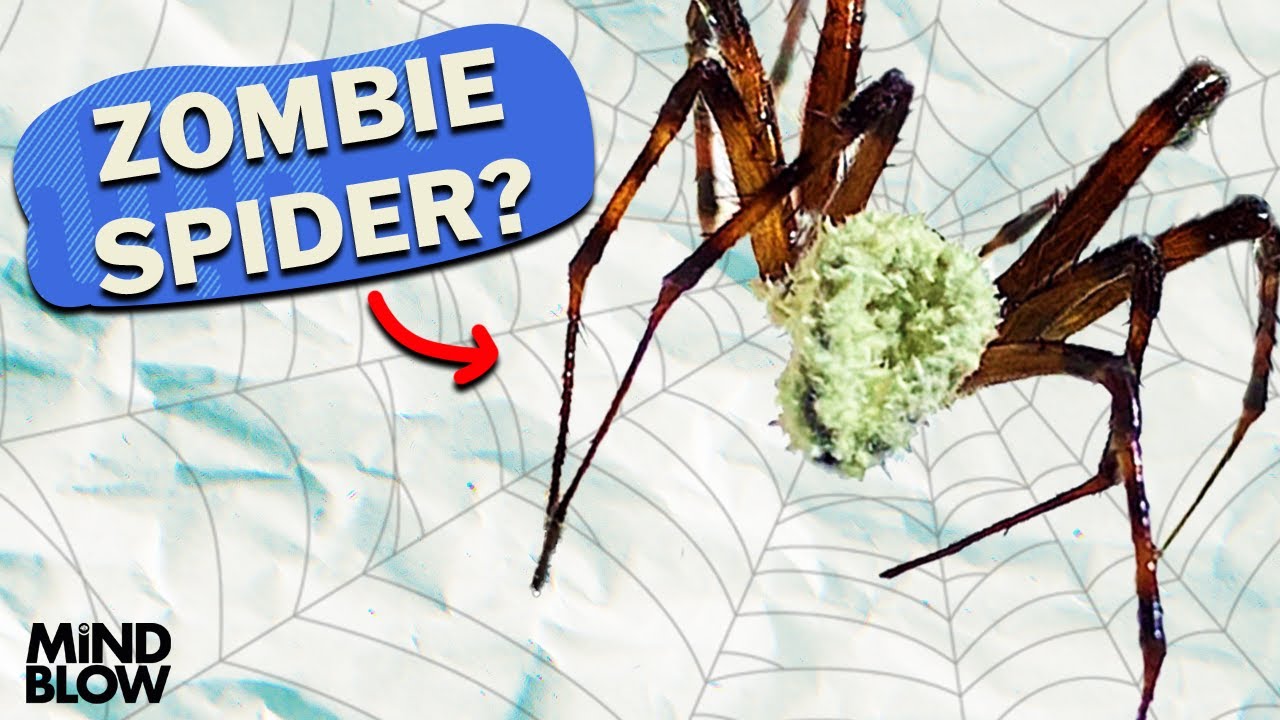 Zombie Spider?  - Mind Blow #140
